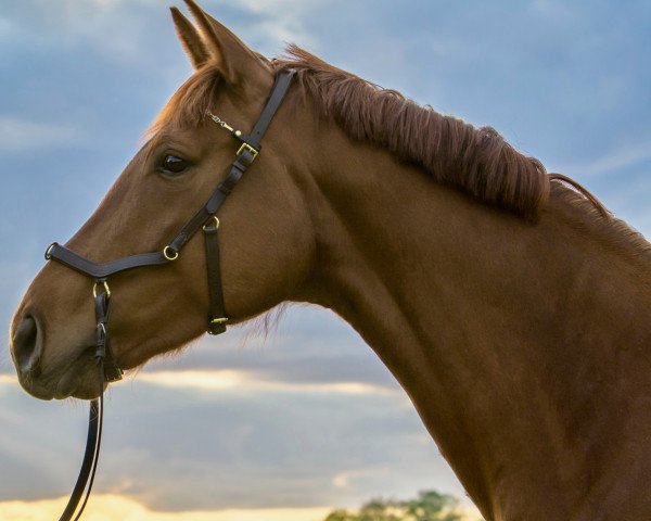 Zuchtstute Fiaba Mia (Deutsches Reitpferd, 2011, von For Compliment)