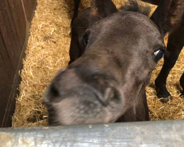 horse Rubin Shadow (Westphalian, 2019, from Rubin Royal OLD)