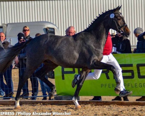 horse Herkules (Holsteiner, 2017, from Herald 3)
