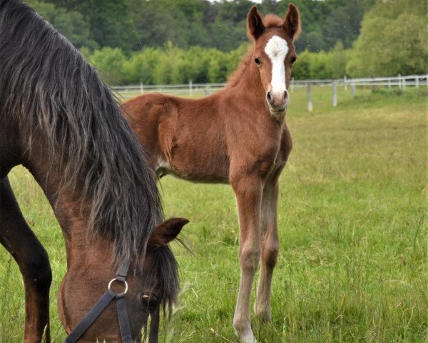 horse Nelson W (German Riding Pony, 2020, from Neverland WE)
