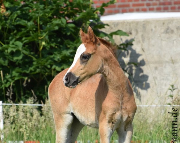 horse Danny Sahne (German Riding Pony, 2018, from Diamond Touch NRW)