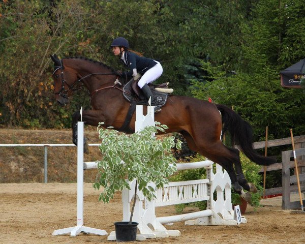 jumper Cornello 5 (German Sport Horse, 2013, from Cornet Session)