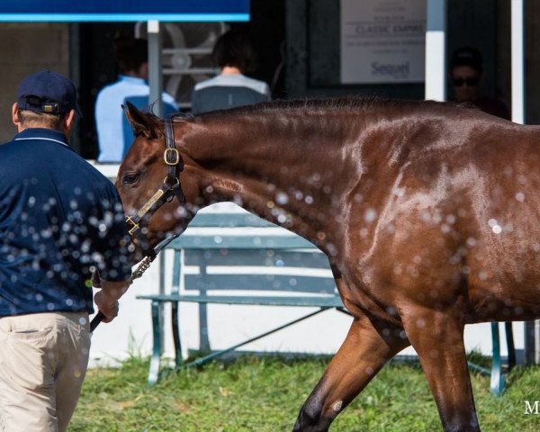 horse Stute von Gun Runner xx (Thoroughbred, 2020, from Gun Runner xx)