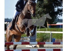 jumper Calexico 6 (Bavarian, 2013, from Clearline Z)