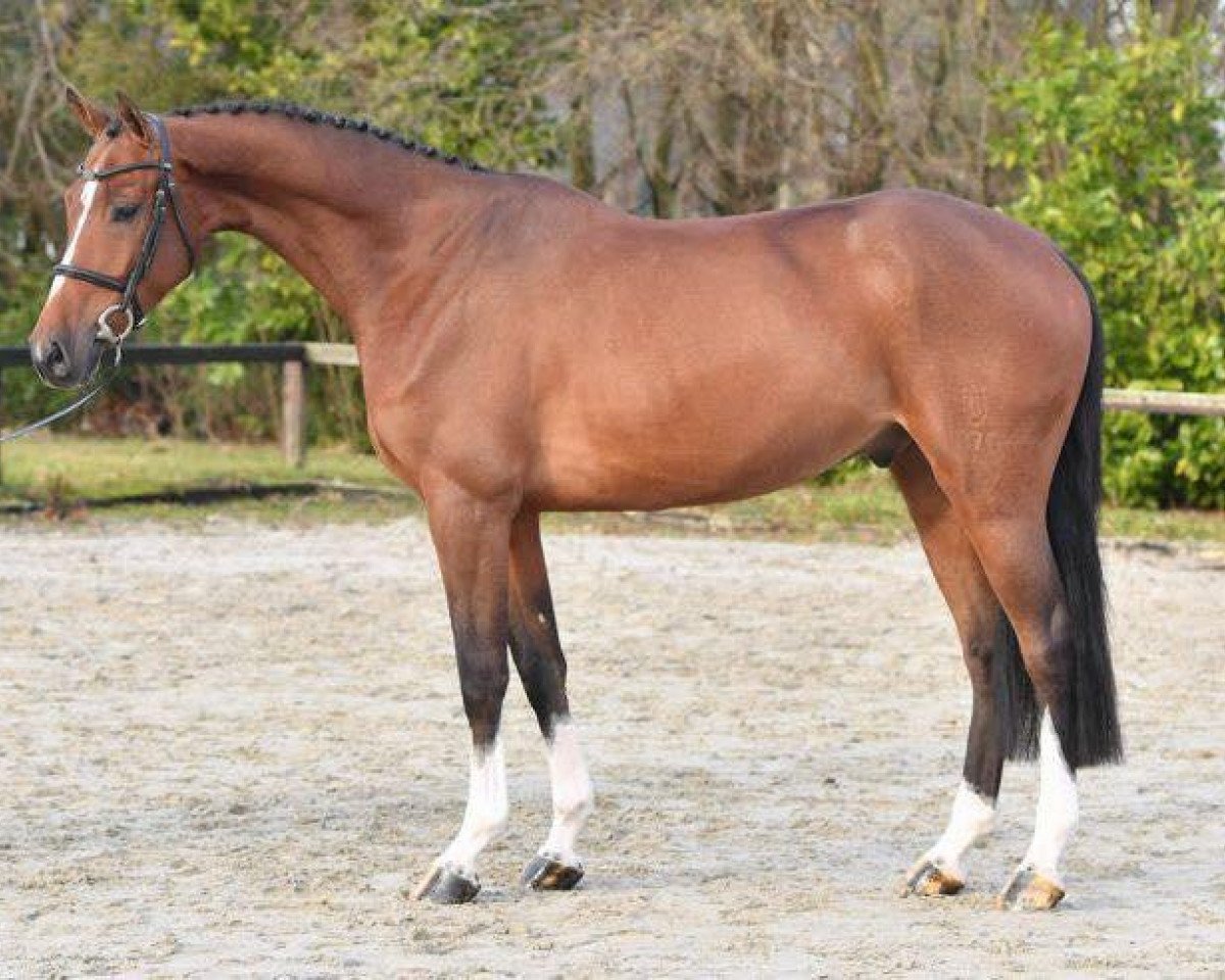 Pferd Cor de Daimler (Bayer, 2012, von Cormint)
