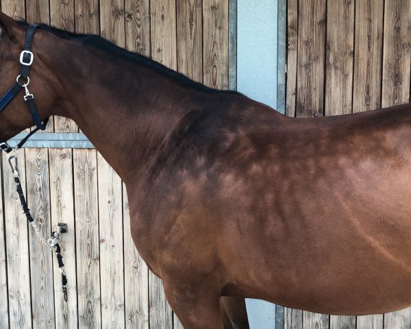 broodmare Hartika (Sella Italiano, 2003, from Hattrick VDL)