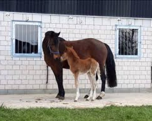 horse Havanero P (German Riding Pony, 2020, from Halifax)