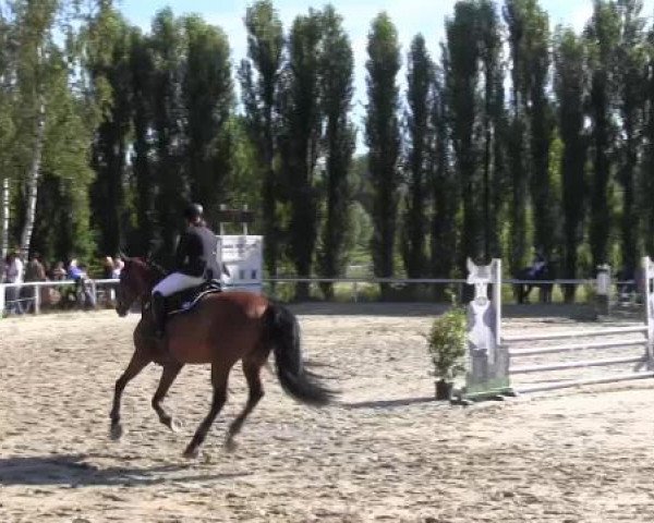 Reit-und Springturnier Dortmund West 2015