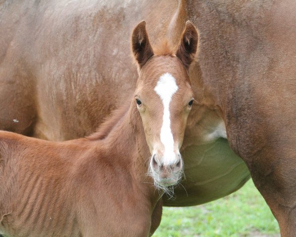 horse Bel Espoir JD (Oldenburg, 2020, from Blue Hors Baron)