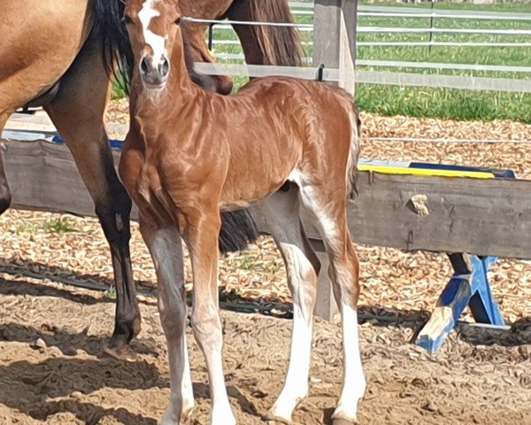 horse PVH Dream of Chocolate (Austrian Reitpony, 2020, from Dallmayr K)