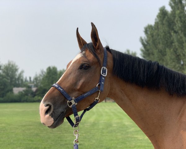 horse Diabell (KWPN (Royal Dutch Sporthorse), 2008, from Diabeau)