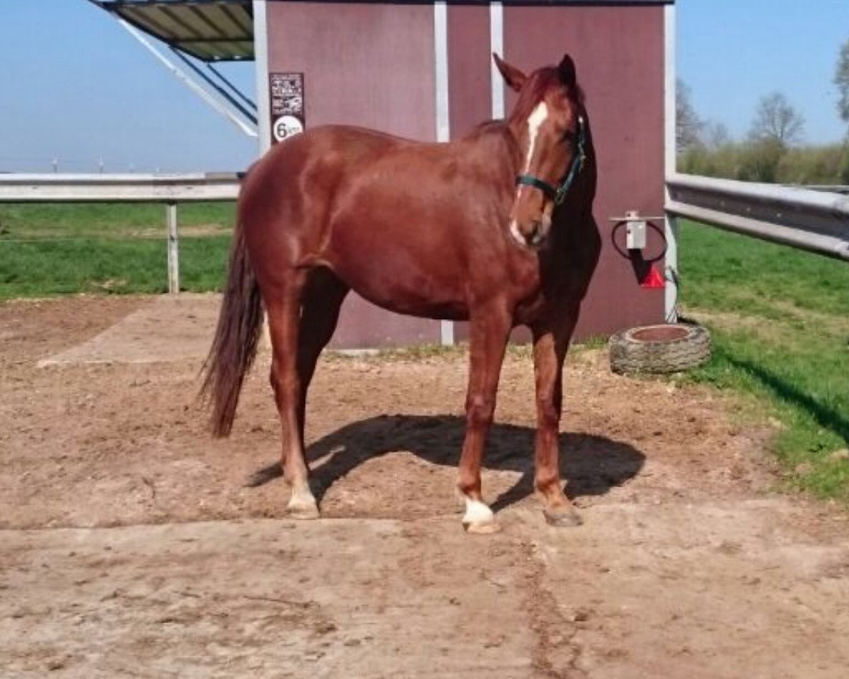 horse Felicitas (Hanoverian, 2015, from Fürstenhof)