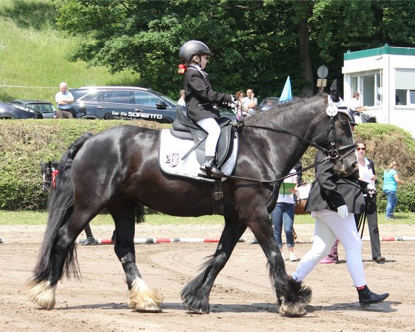 dressage horse Kimba vom Götzenstein (Tinker / Irish Cob / Gypsy Vanner, 2011, from Buggs B.)