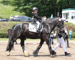 dressage horse Kimba vom Götzenstein (Tinker / Irish Cob / Gypsy Vanner, 2011, from Buggs B.)