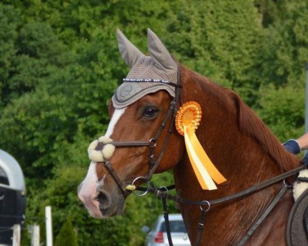 Springpferd Quo Vadis 38 (Deutsches Sportpferd, 2005, von Quaterman I)