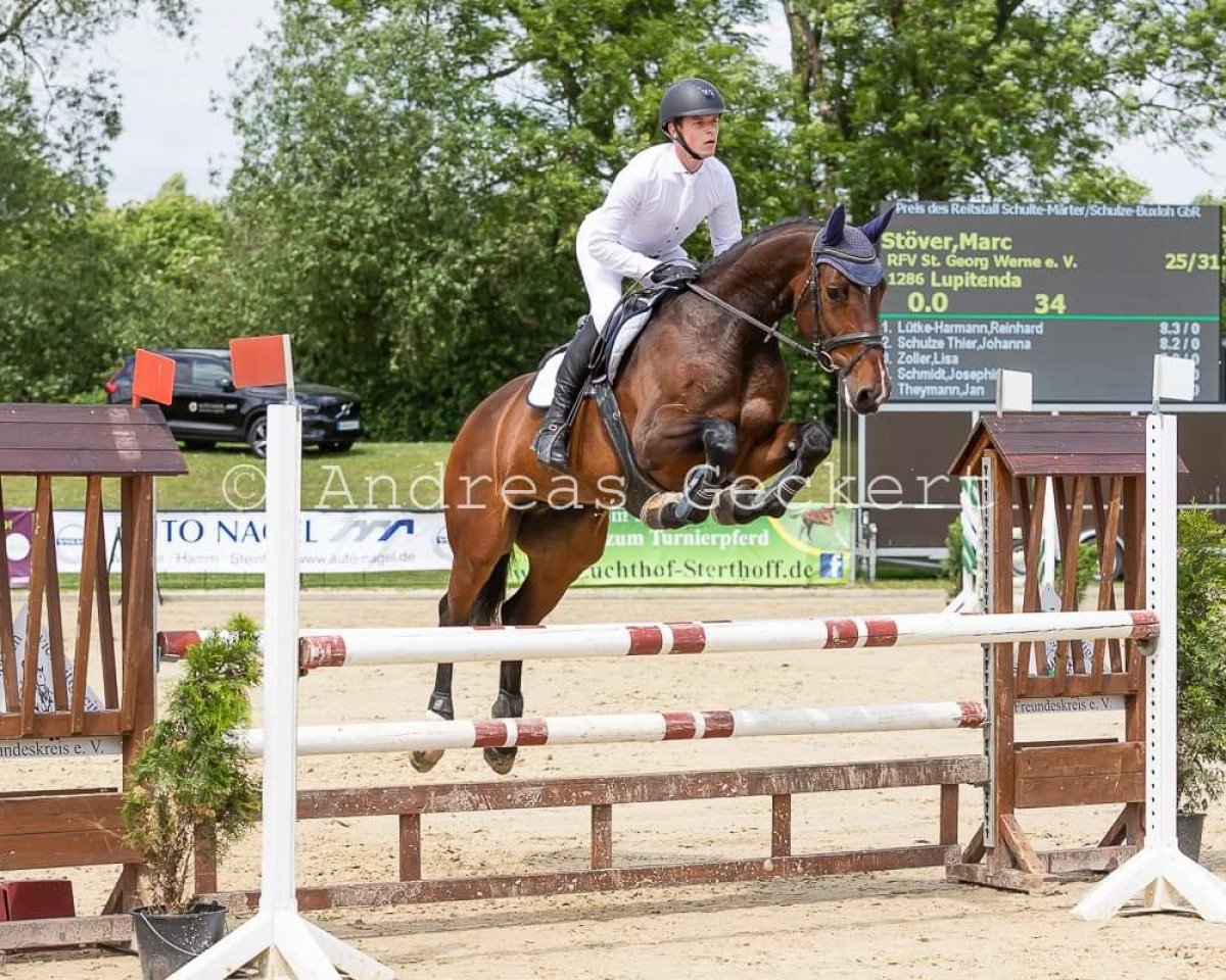 broodmare Lupitenda (Westphalian, 2013, from Lord Contendro)