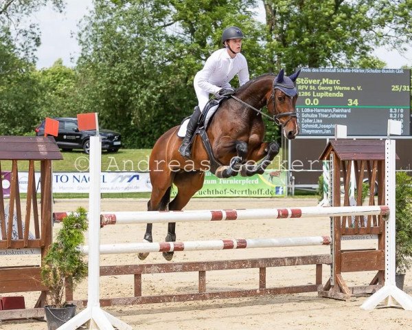 broodmare Lupitenda (Westphalian, 2013, from Lord Contendro)