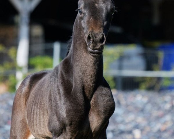 Pferd Firlefranz (Oldenburger, 2020, von Franziskus FRH)