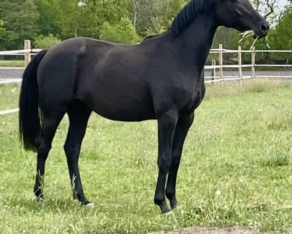 broodmare Totally Black Pearl (Hanoverian, 2018, from Totilas)
