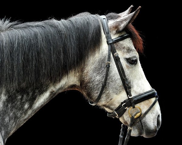 jumper Leviscon (Oldenburg show jumper, 2012, from Levisonn 208 FIN)
