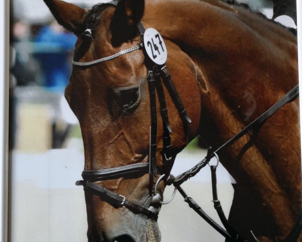 Zuchtstute Wynona Ryder (Westfale, 1997, von Weinberg)