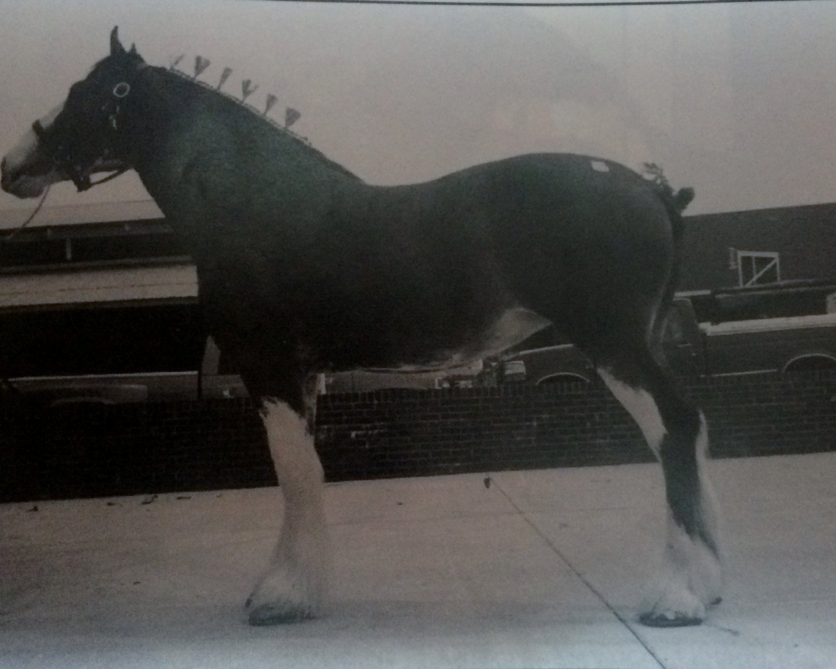 broodmare Phesdo Jacqui (Clydesdale, 1992, from Ayton Chieftain)