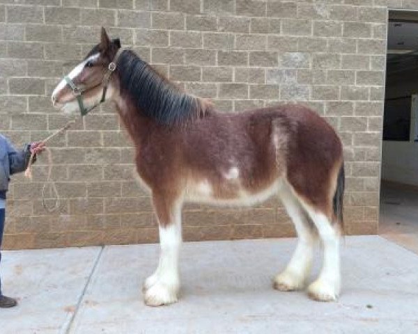 Pferd Perfection's Loch of Classic City (Clydesdale, 2013, von Hillmoor Perfection) Pferd Perfection's Loch of Classic City (Clydesdale, 2013, von Hillmoor Perfection)