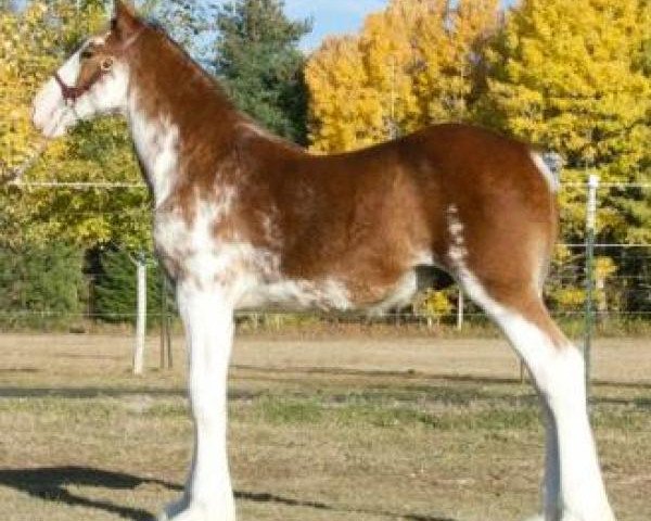Pferd Parnellranch Protege's Patriot (Clydesdale, 2018, von Gregglea Azar's Protege)