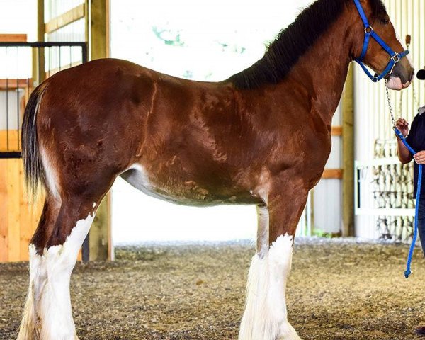 Pferd Parnellranch Miss Prote Jewel (Clydesdale, 2017, von Gregglea Azar's Protege)