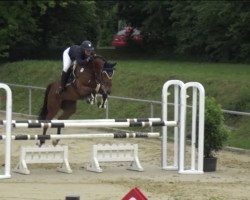jumper Lotta G (Oldenburg show jumper, 2012, from Levisonn 208 FIN)