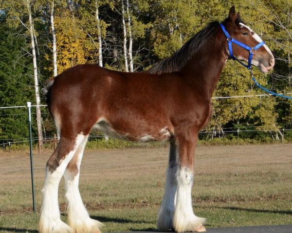 Pferd Parnellranch Miss Eloquence (Clydesdale, 2019, von Belleau W.S. Luke) Pferd Parnellranch Miss Eloquence (Clydesdale, 2019, von Belleau W.S. Luke)