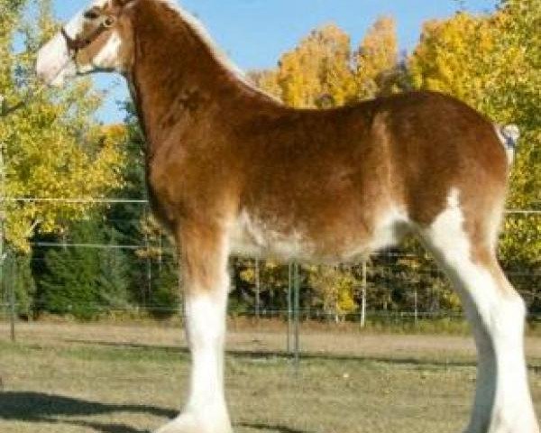 Pferd Parnellranch Miss Barbie Doll (Clydesdale, 2018, von Lucebay Parnell's Perfection)