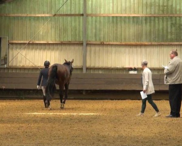 Reit-und Springturnier Dortmund West 2015