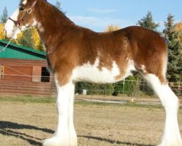 Pferd Parnellranch Jackson (Clydesdale, 2018, von Gregglea Azar's Protege)