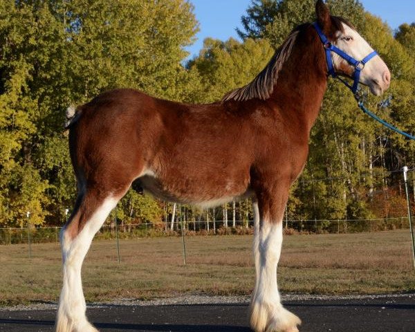 Pferd Parnellranch Hotshot (Clydesdale, 2019, von Belleau W.S. Luke)