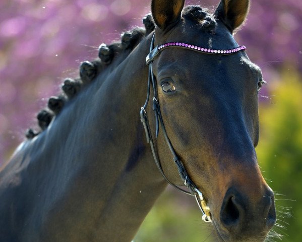 dressage horse Flambeau 135 (Oldenburg, 2012, from Fürstenball) dressage horse Flambeau 135 (Oldenburg, 2012, from Fürstenball)