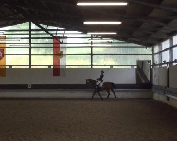Reit-und Springturnier Dortmund West 2015