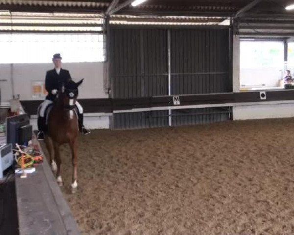 Reit-und Springturnier Dortmund West 2015