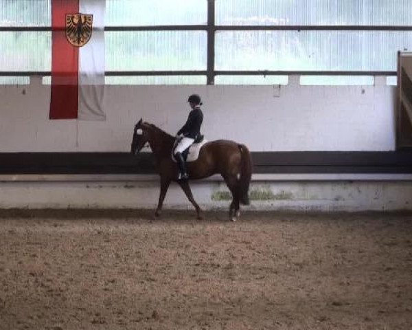 Reit-und Springturnier Dortmund West 2015