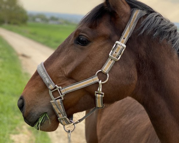 horse San Samiro (Hanoverian, 2015, from Stakkato Gold)