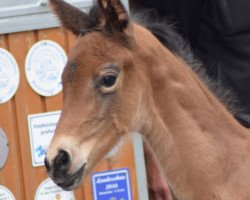 broodmare Variabell 2 (German Sport Horse, 2020, from Vaderland OLD)