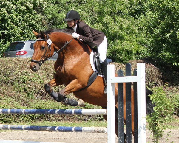 Zuchtstute Dancing Queen (Hessisches Warmblut, 2003, von Dumont) Zuchtstute Dancing Queen (Hessisches Warmblut, 2003, von Dumont)