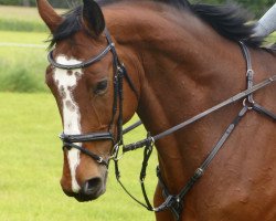 jumper Calmigo (German Sport Horse, 2014, from Calme)