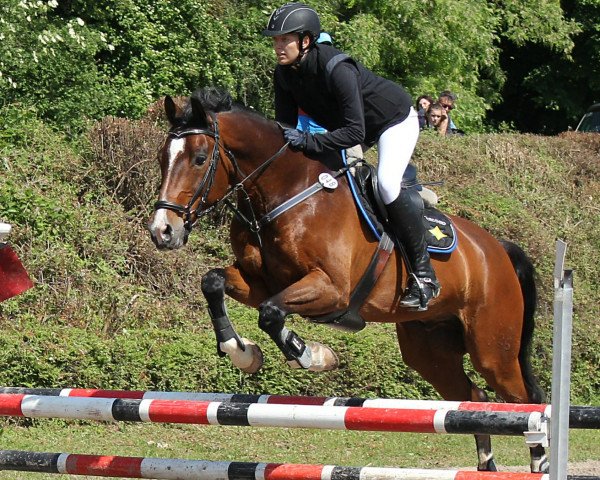 jumper Carismo 19 (Hessian Warmblood, 2002, from Colander)