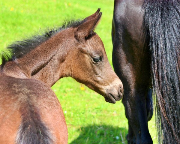 Zuchtstute Take me SW (Deutsches Reitpony, 2020, von Top Carello)