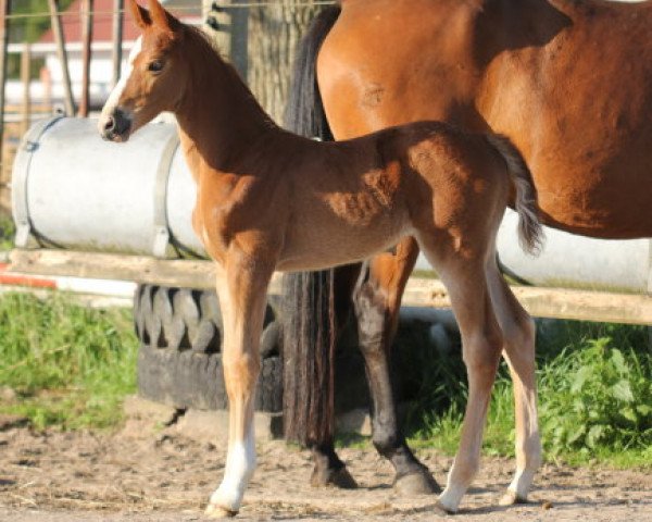 broodmare Happy Calmia (Hanoverian, 2020, from Halifax van het Kluizebos)
