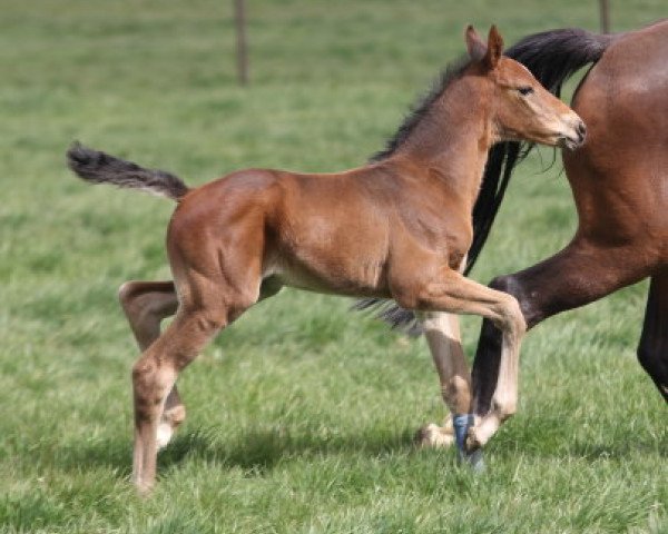horse Curt (Hanoverian, 2020, from K.i Checkter)