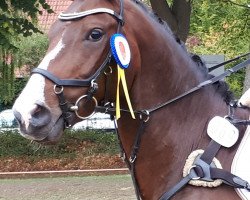 jumper Simply the Best HWK (Arab half breed / Partbred, 2011, from Seven seas of love)