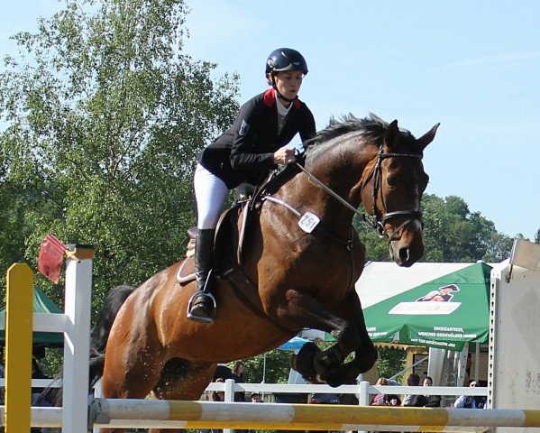 broodmare Lalique 103 (Oldenburg, 2009, from Sandro Boy Junior) broodmare Lalique 103 (Oldenburg, 2009, from Sandro Boy Junior)