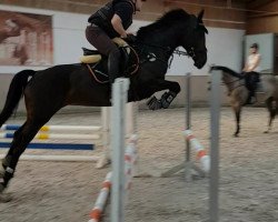 broodmare Grace (Württemberger, 2012, from Gardez)